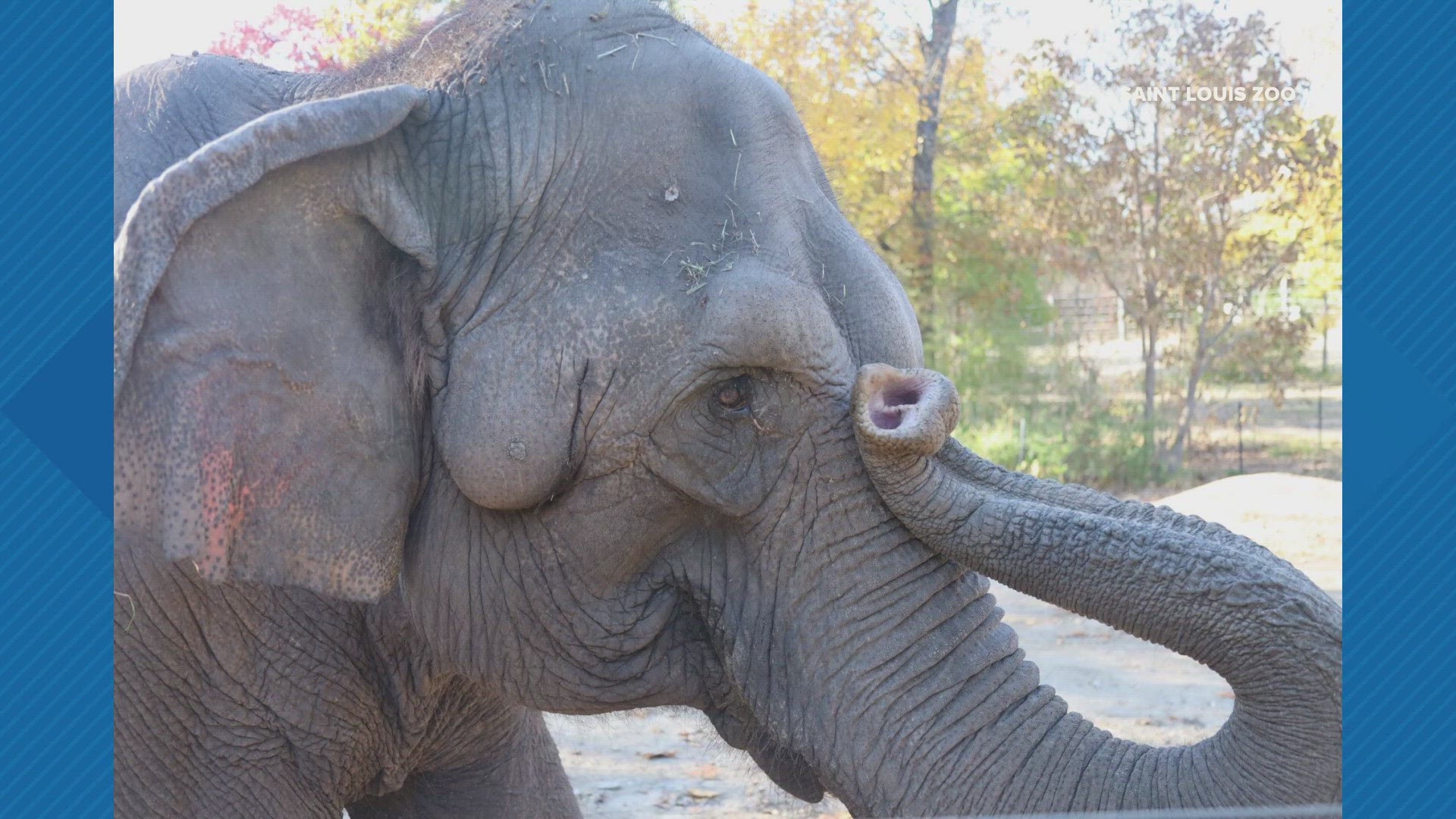 Donna arrived at the Saint Louis Zoo in 1971 at a young age and spent nearly her entire life in St. Louis.