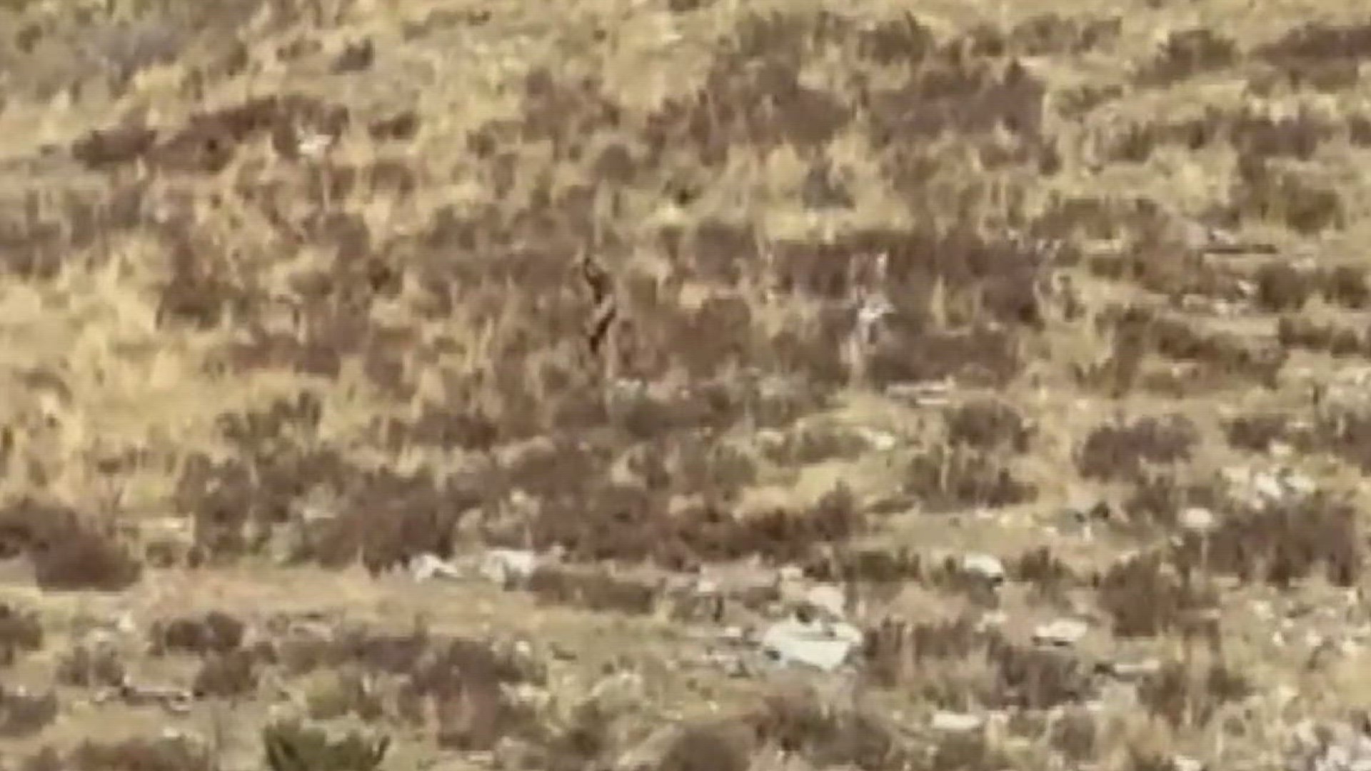 Bigfoot believers are fired up about a video recorded from the Durango and Silverton Narrow Gauge Railroad in southwest Colorado.