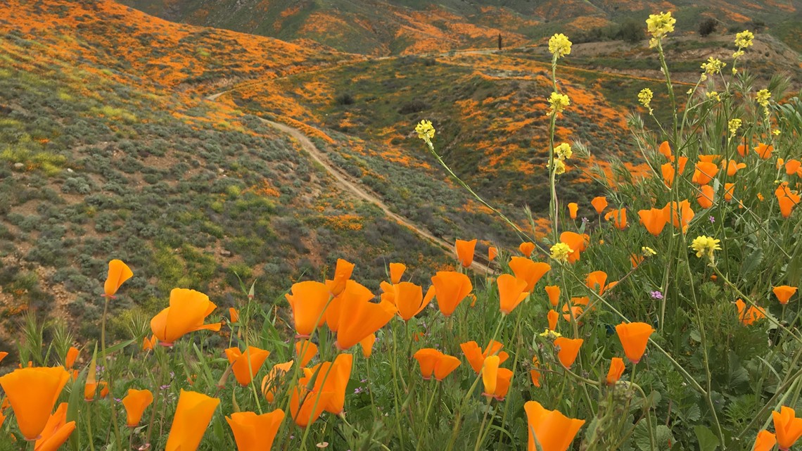 BLOG: A wet winter creates a California 'superbloom' that ...