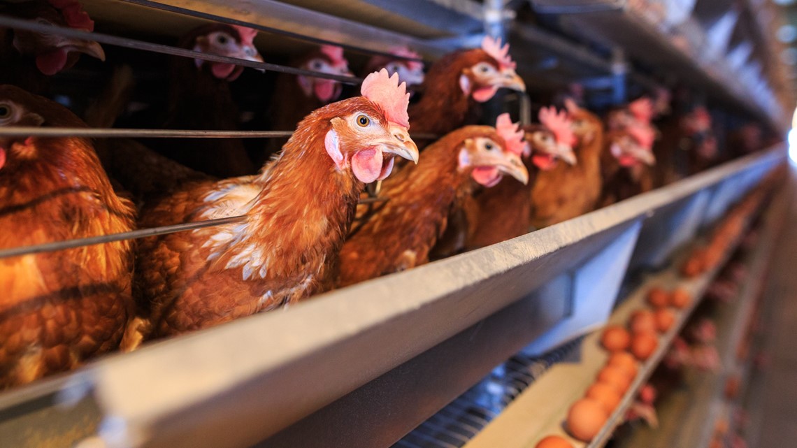 H5n1 Bird Flu: What To Know About The Outbreak And Food Safety 