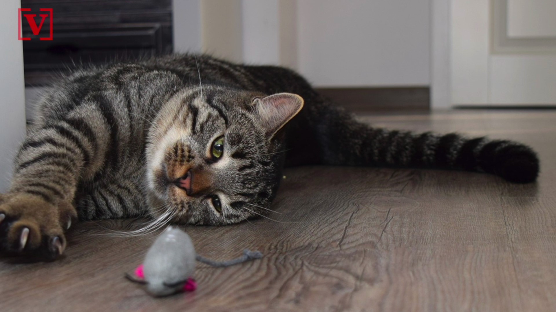 Escaped Exotic House Cat Spotted Again in Virginia