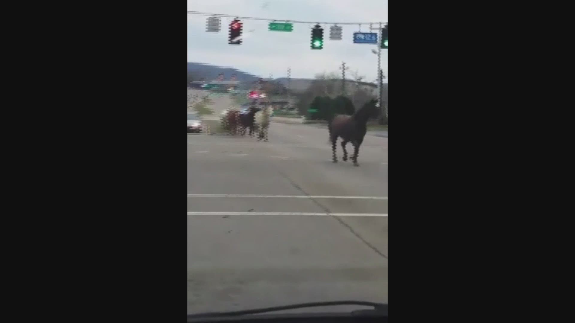 Video of horses trotting down the Parkway in Pigeon Forge on Feb. 26, 2016. Video courtesy of Randy and Amanda Ratliff.