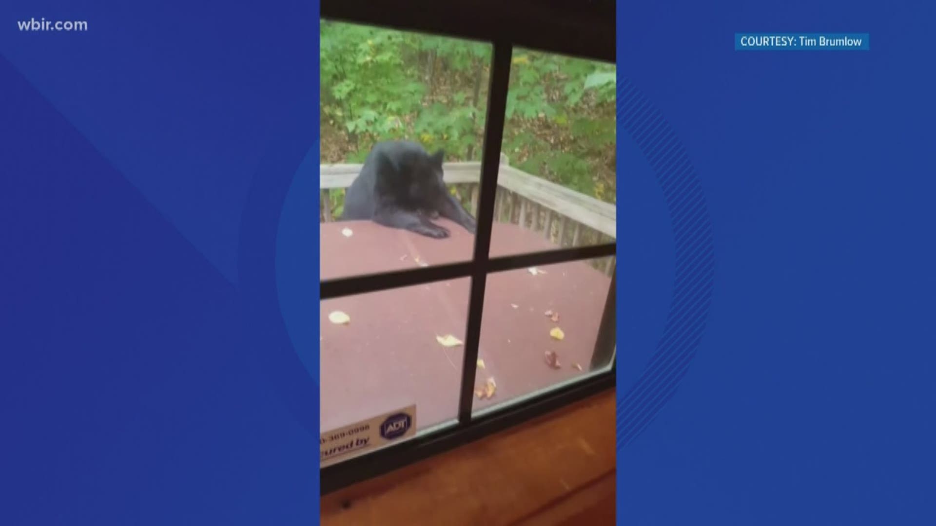 A bear in Sevier County is ready to take a dip in the hot tub. You can see it pull the cover off at a cabin. Thanks to Tim Brumlow who sent us this video.