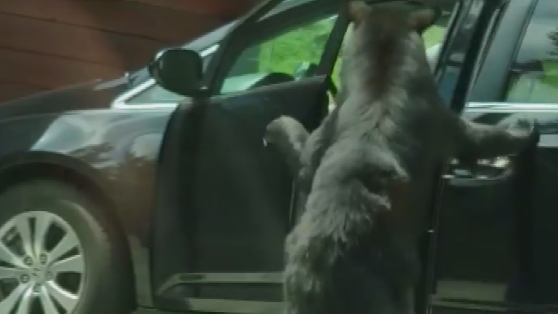 A closed door was no obstacle for a curious bear in Gatlinburg! Video from Diana Sosa.