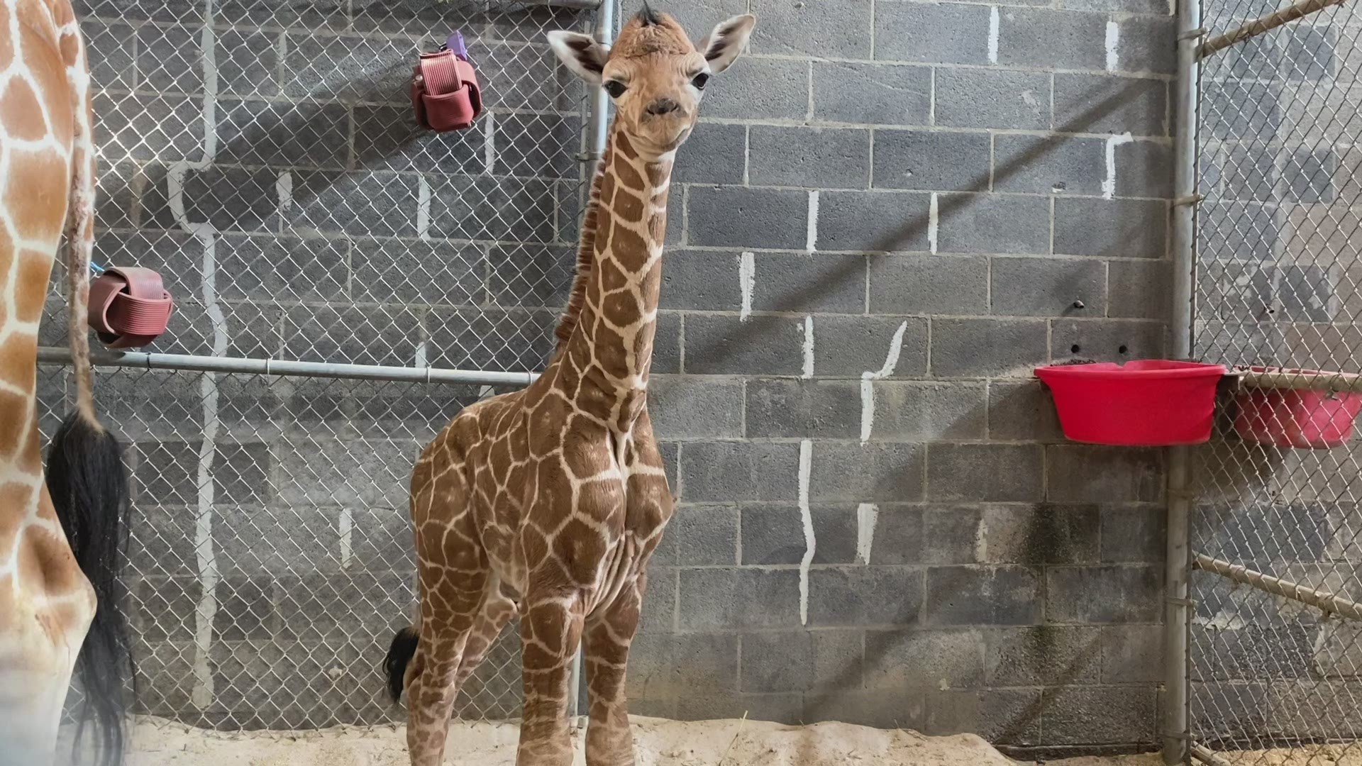 Frances the giraffe welcomed her second child  into the world with Jumbe on Christmas Eve morning at Zoo Knoxville.