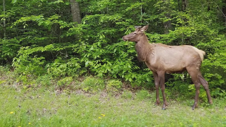 It's a great time to view elk in the Smokies, but keep your distance!