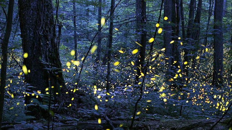 Here's how to see the synchronous fireflies in the Great Smoky Mountains National Park