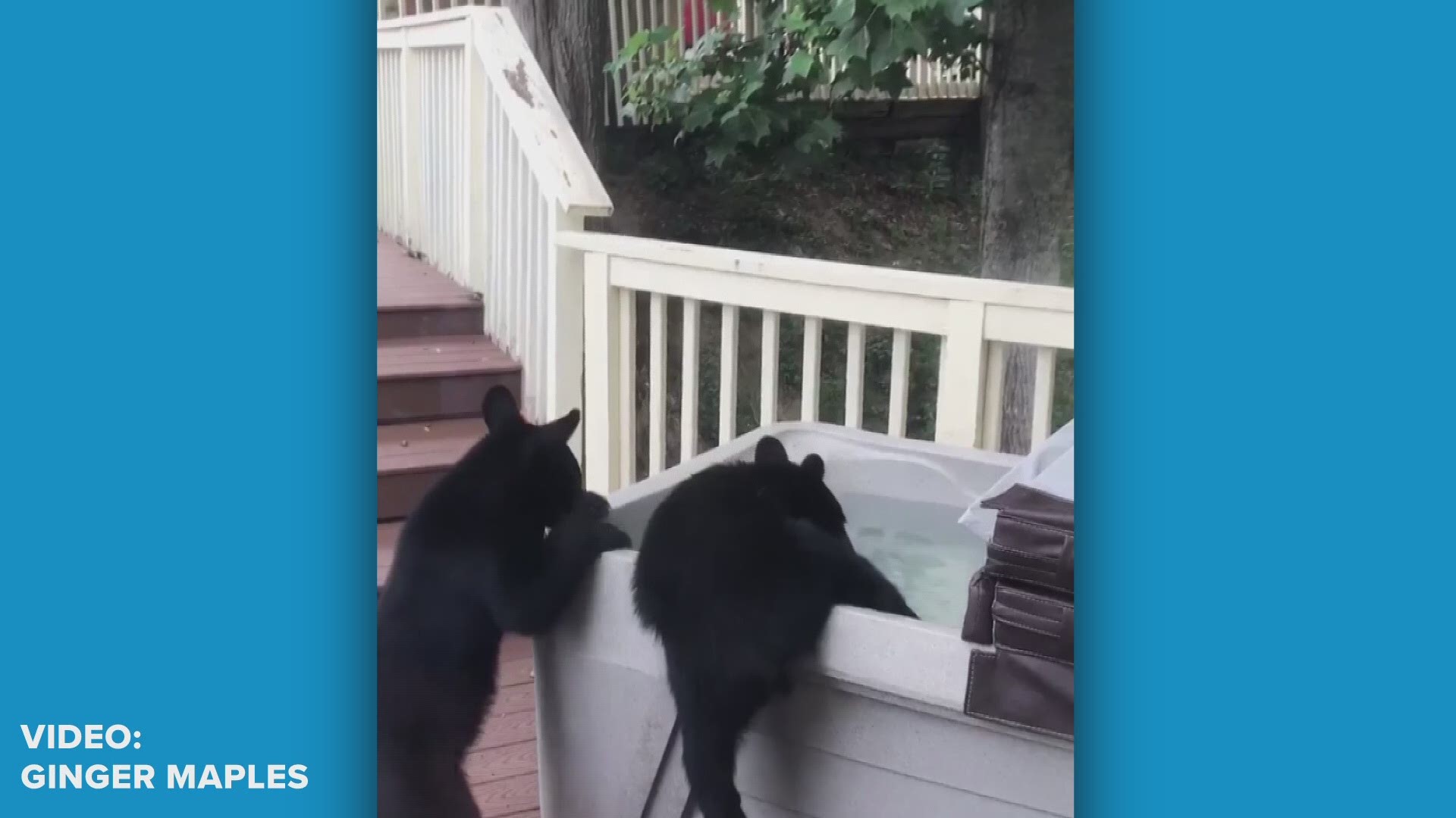 Two bear cubs decided to cool off by taking a dip in someone's hot tub!