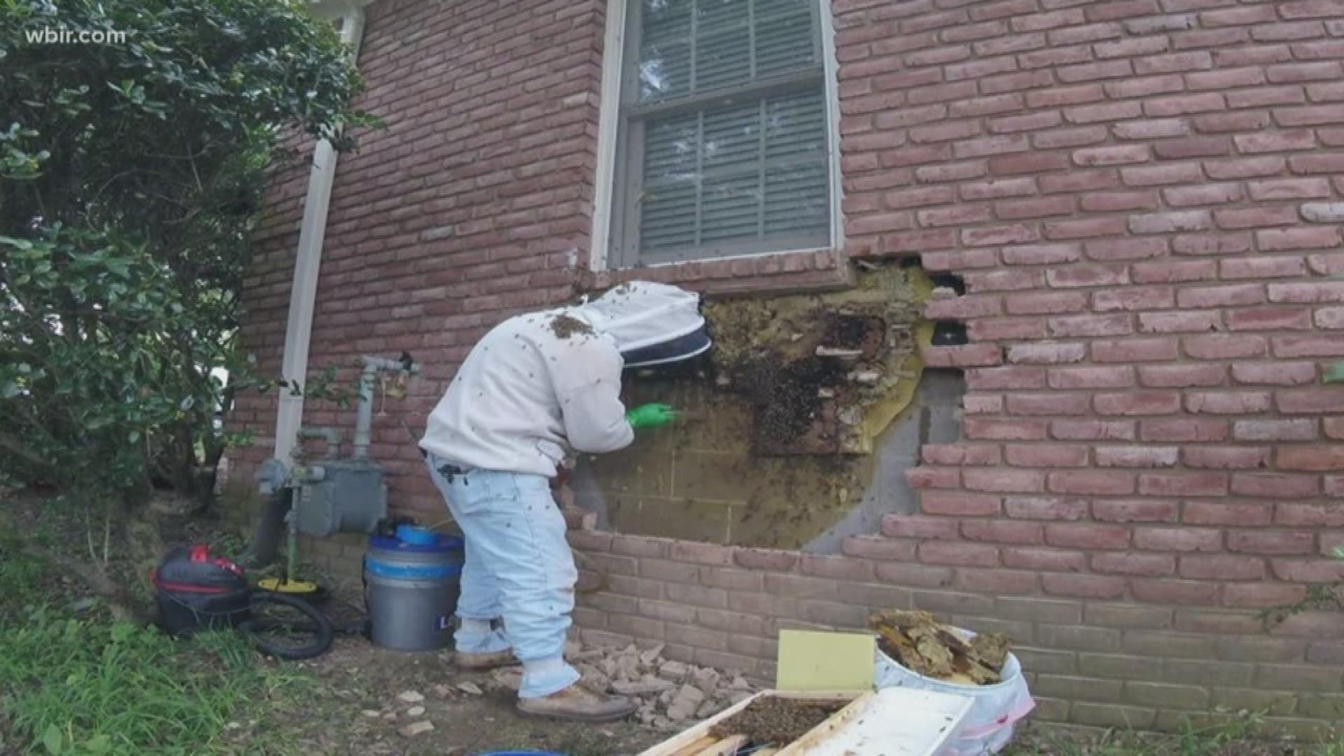 Beekeepers in the Memphis area got an ultimate challenge when they were asked to remove an enormous beehive from a house in Germantown.