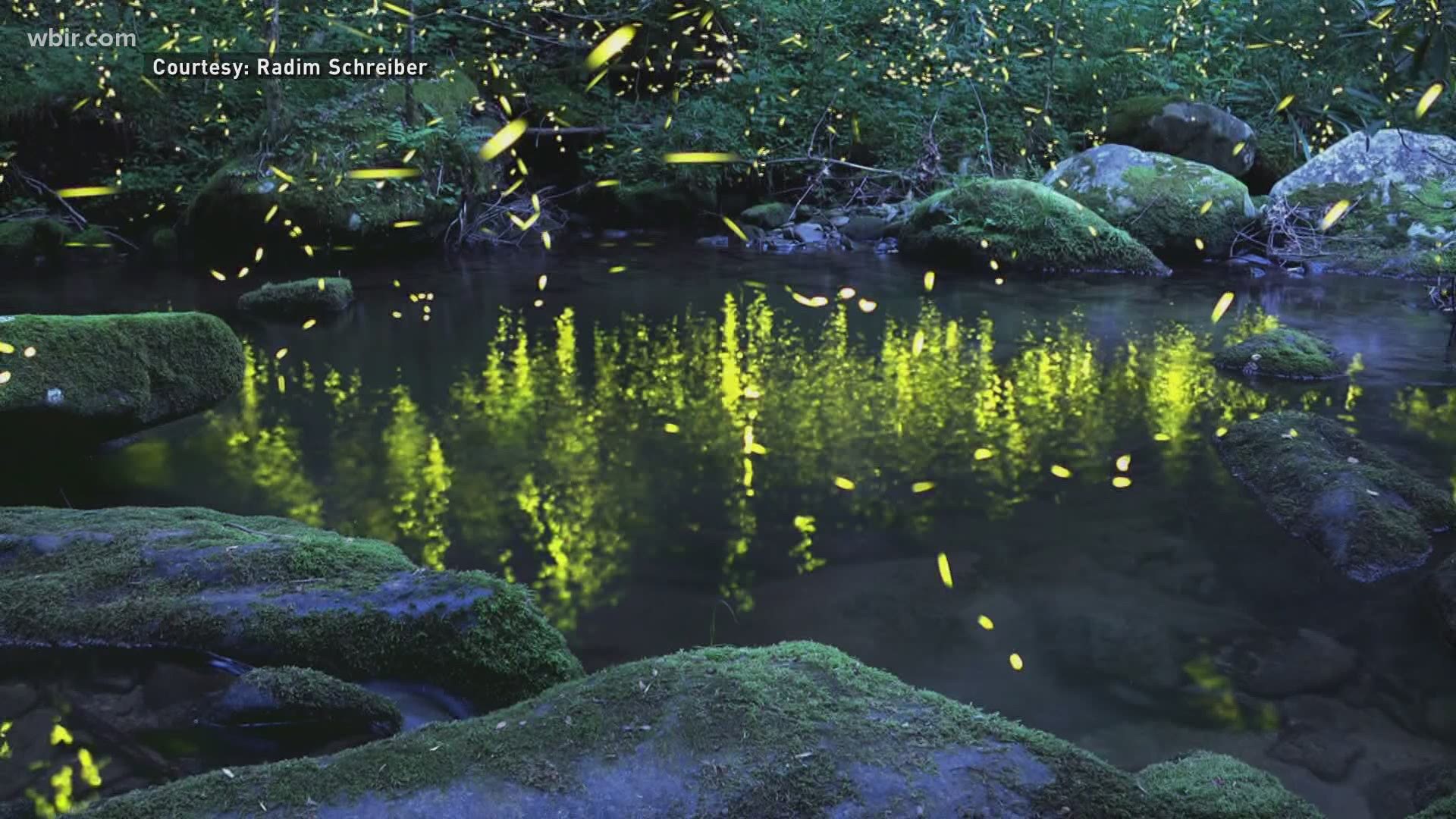 The synchronous fireflies at Elkmont draw in thousands of people from across the country each year around late May and early June hoping to catch the rare event.