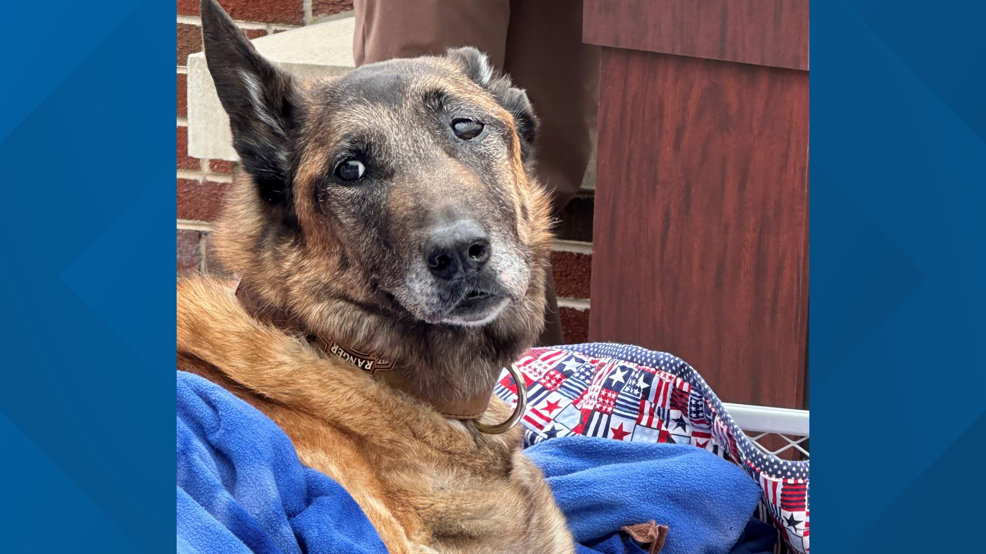 Layka Patch Layka the hero dog dies at 13 | wfmynews2.com