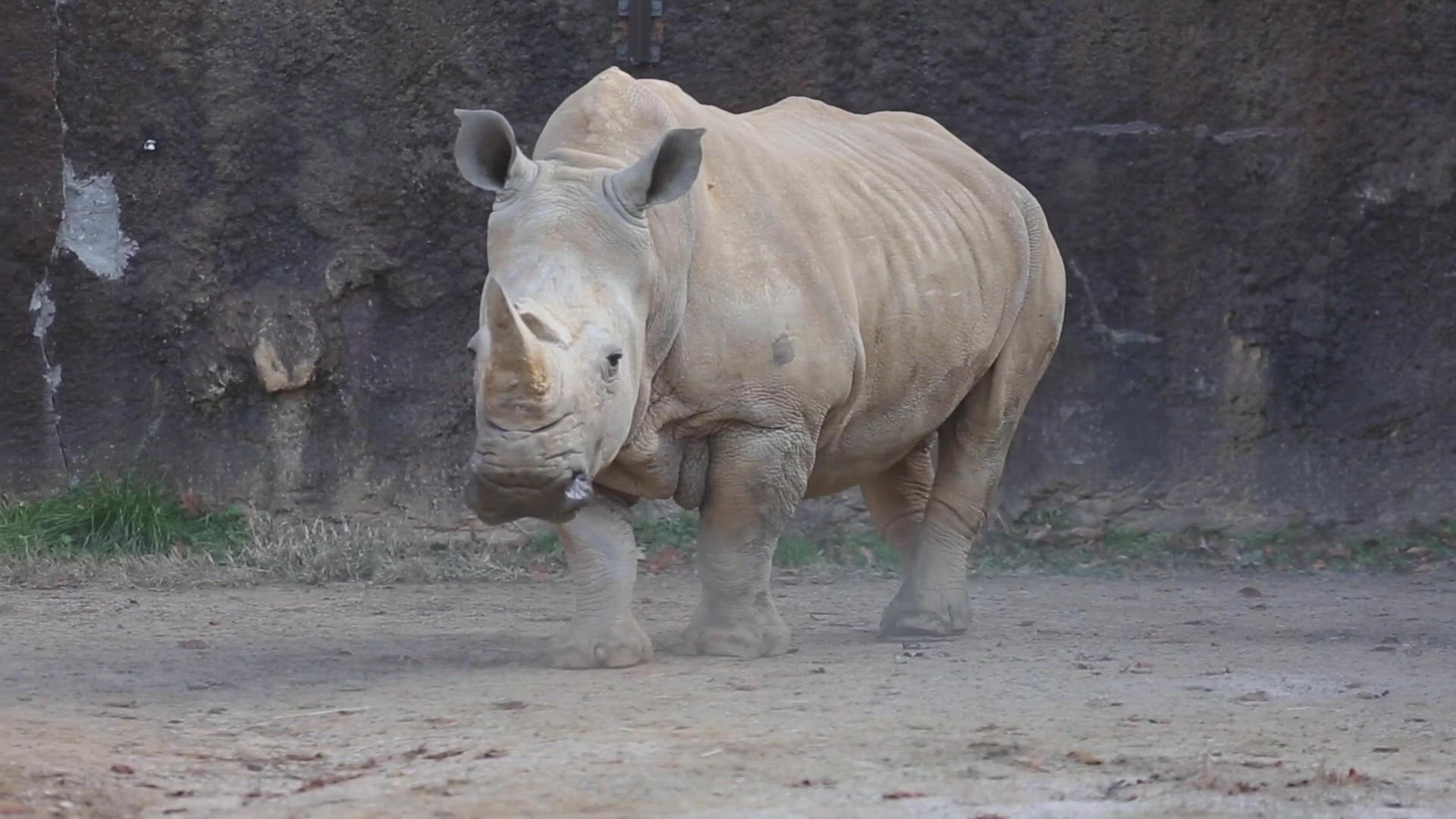 At 54 years old, Polly was one of the oldest rhinos in the U.S. She died on Friday morning.