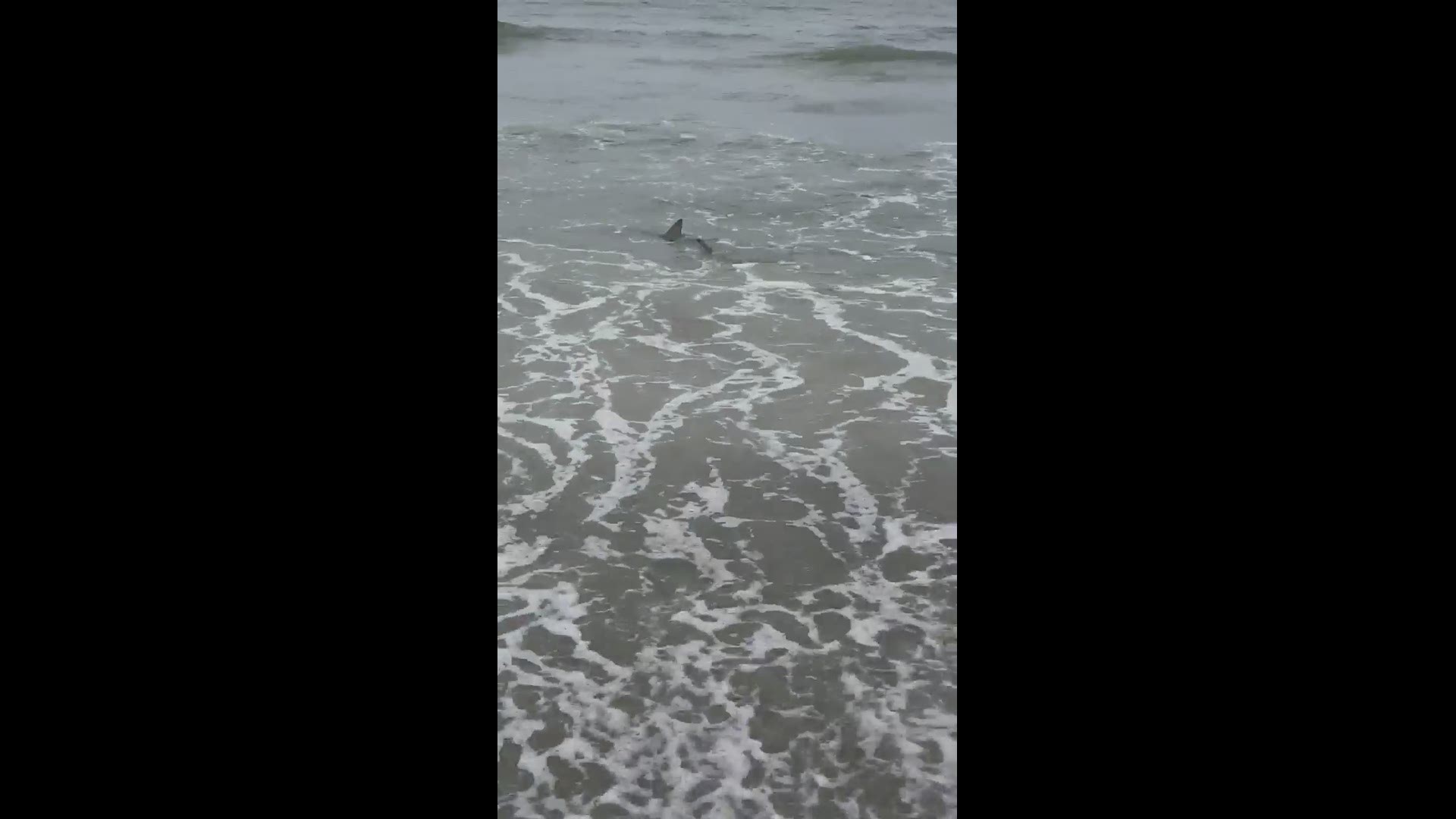 Shark spotted swimming near beachgoers in Myrtle Beach