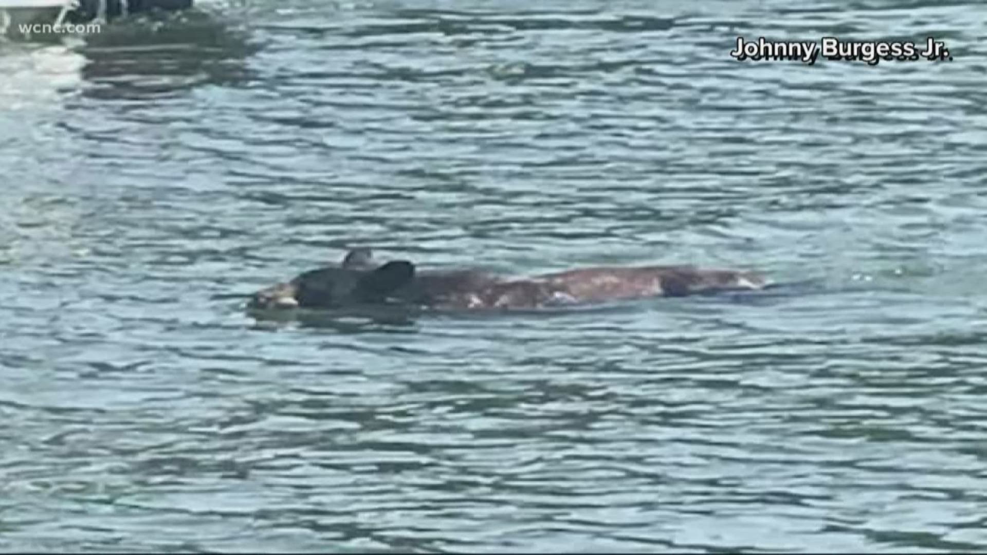 A viewer shared a picture of a bear taking a dip on Lake Wylie.