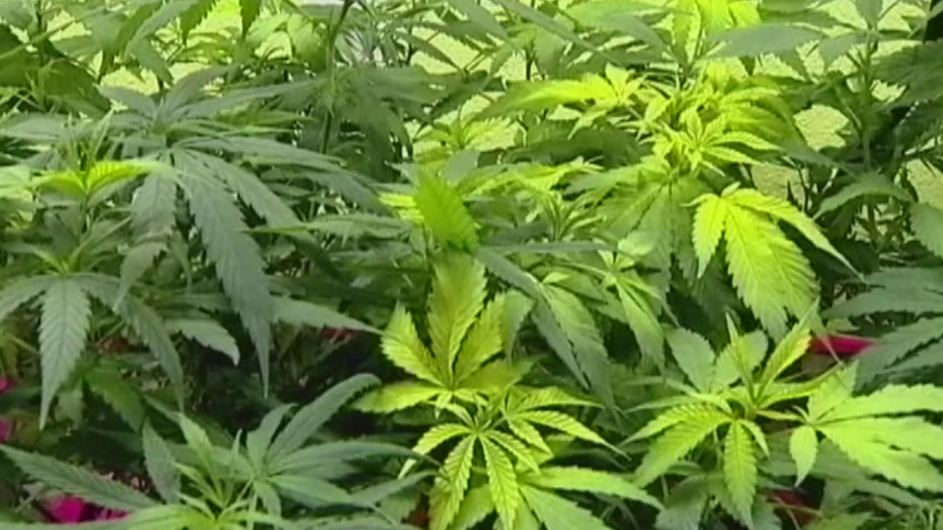 Senators will discuss a bill Wednesday that would legalize marijuana in North Carolina to treat a number of ailments.