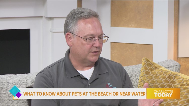 Keeping pets safe during the summer