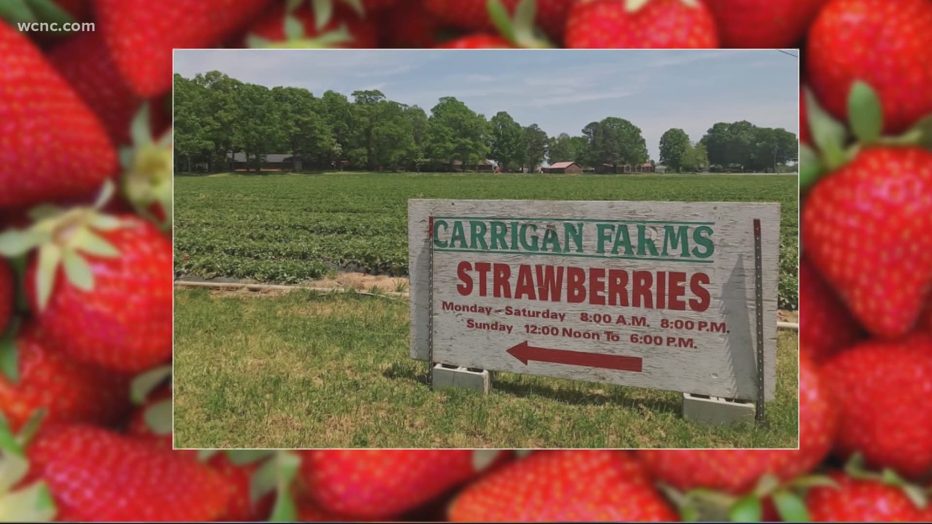 Carrigan Farms in Mooresville has 5 acres of strawberries ripe and ready for families to pick.