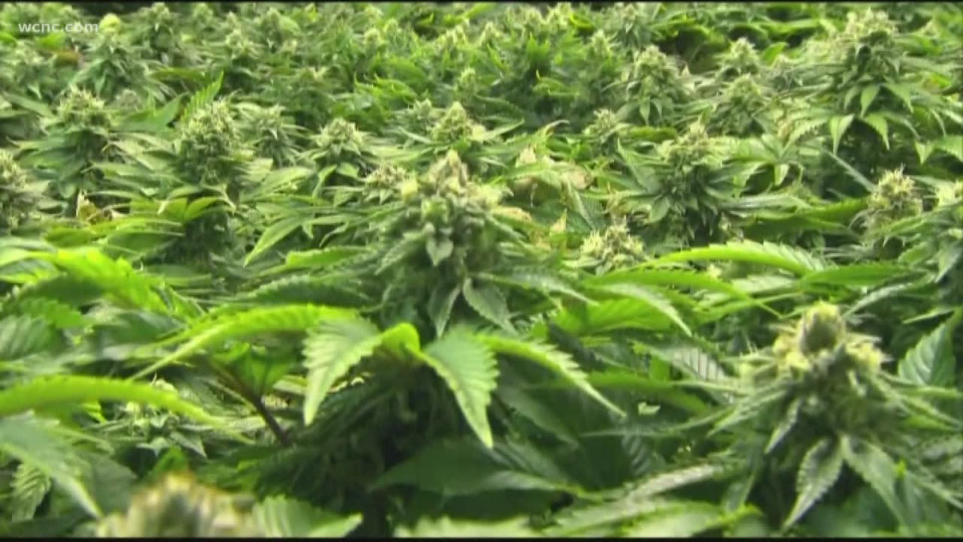 The Tar Heel State could be one step closer to legalizing recreational marijuana.