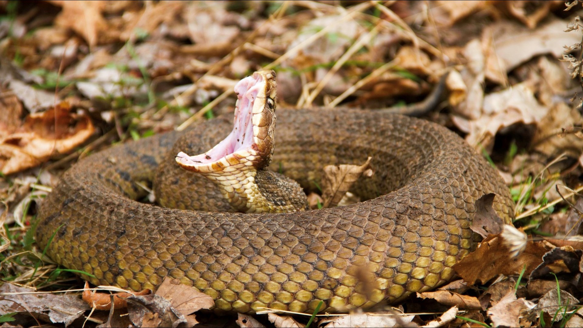 the-southern-copperhead-snake-everything-you-need-to-know