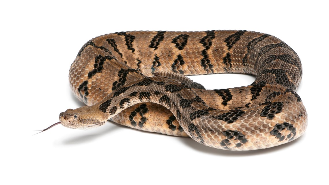 Your Guide to the Six Venomous Snakes in the Carolinas