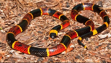 Watch out for baby copperhead snakes | wfmynews2.com