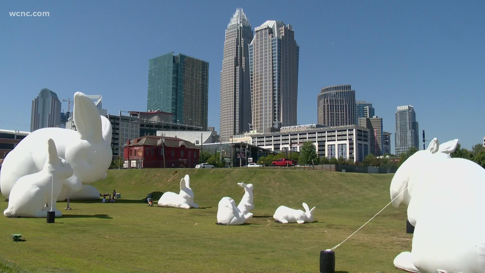 The bunnies are usually included in the annual Charlotte SHOUT! festival, which was canceled this year.