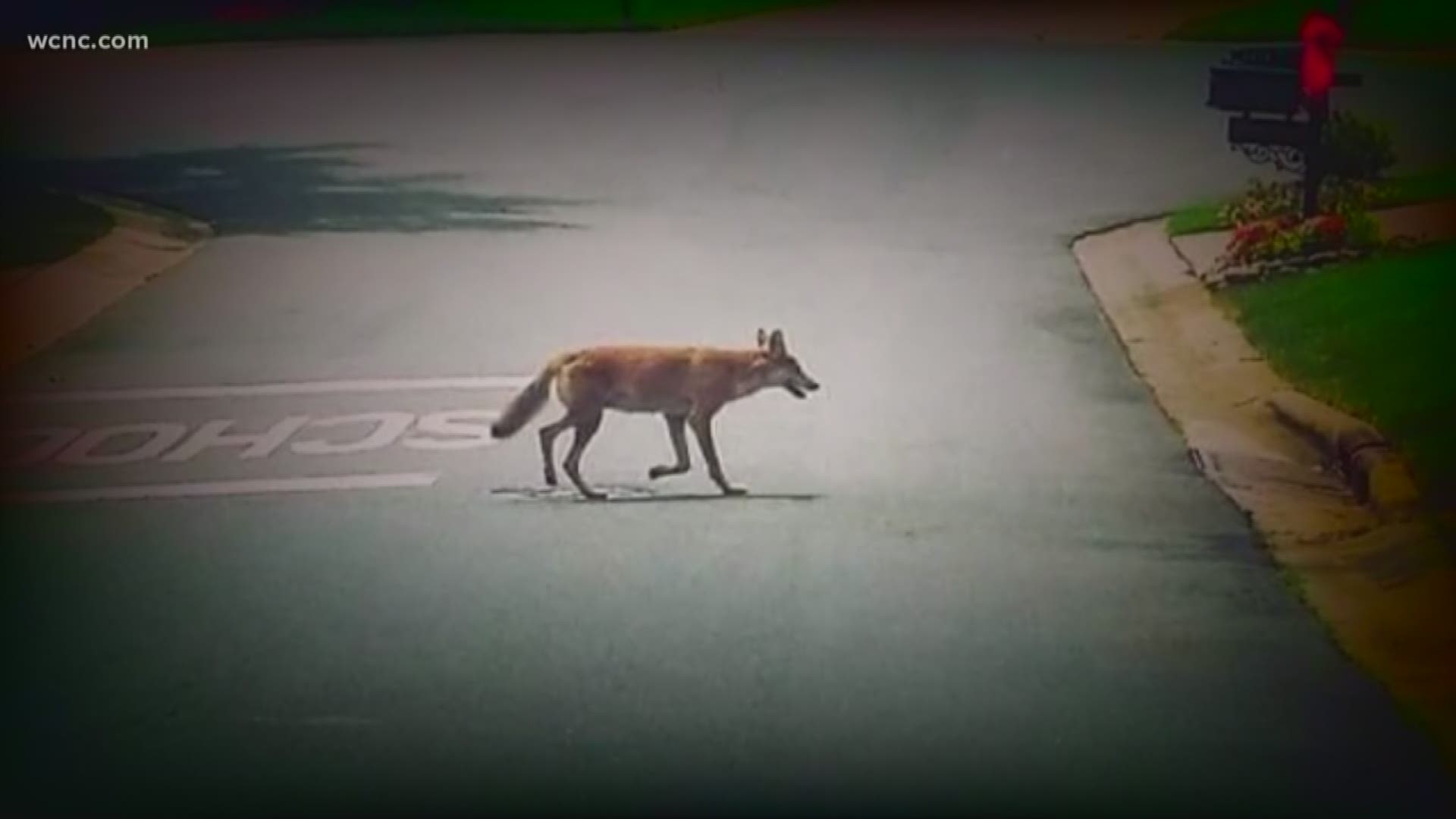 From south Charlotte to Lake Wylie and everywhere else across the Carolinas, Coyotes are coming out in droves. 