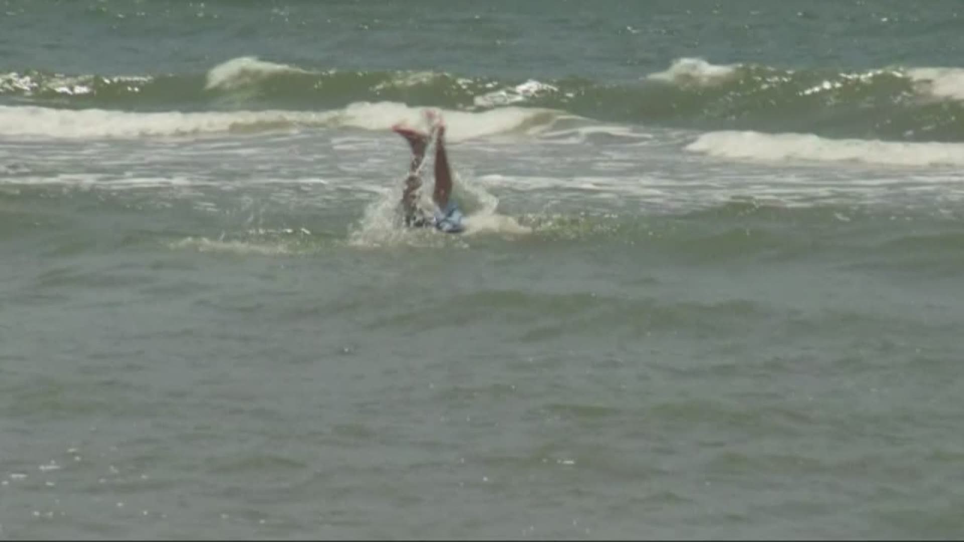 Second Alligator In A Week Captured In NC Coastal Town