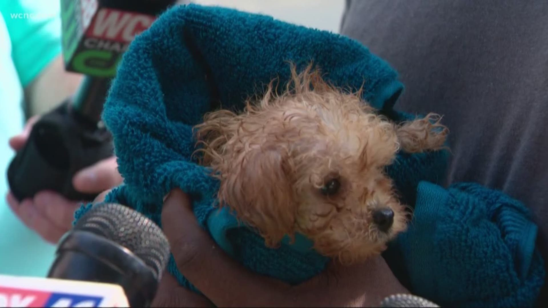 Charlotte Fire rescued a small puppy that got trapped in a pipe in South Charlotte.