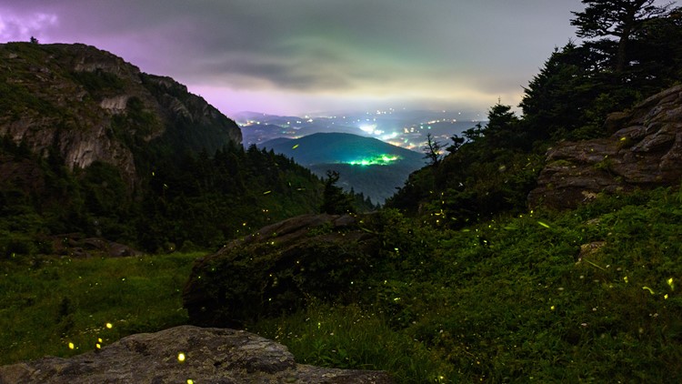 Here's how you can see the fireflies at Grandfather Mountain