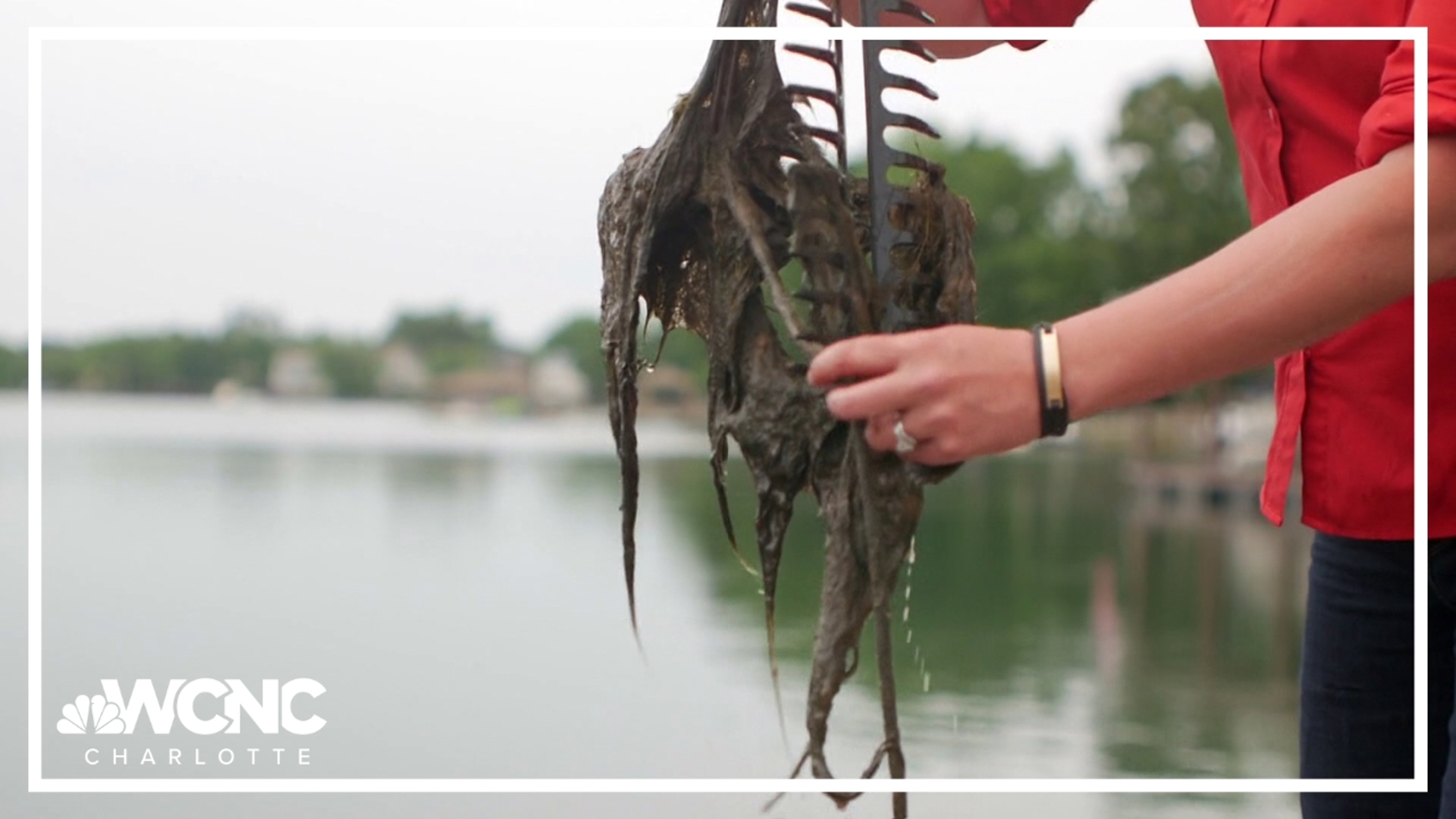 It’s a growing problem in Lake Norman and it can become harmful: Blue-green algae.