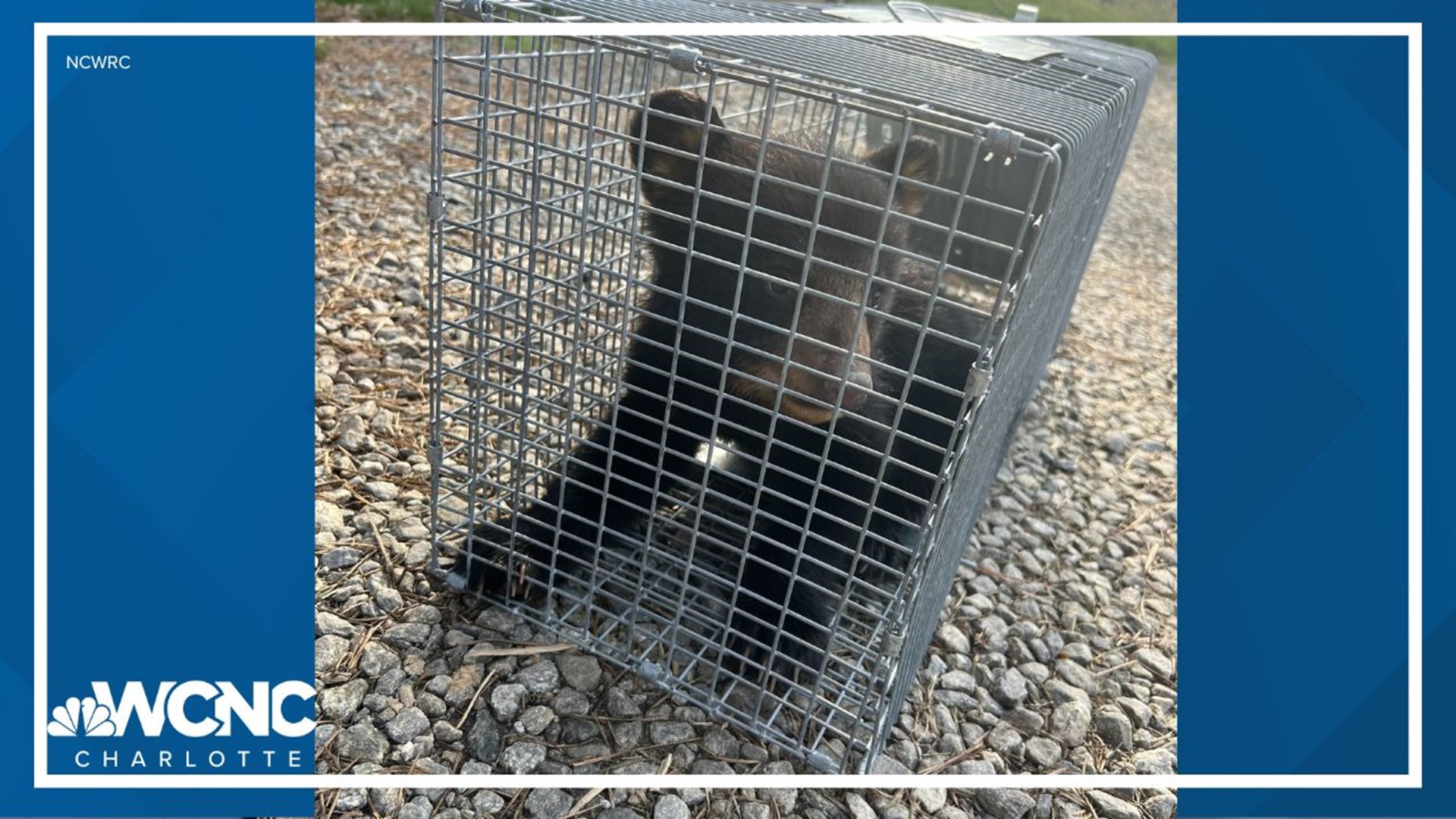 The group appeared to be harassing the bear cubs so they could take selfies with them.