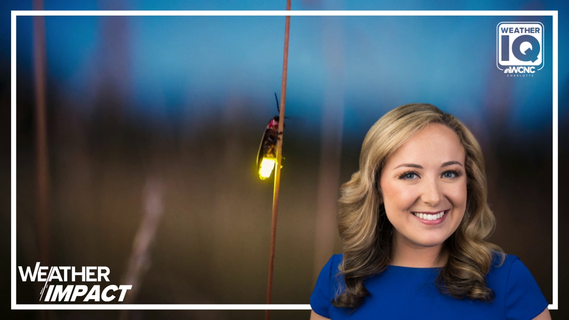 Whether you call them lightning bugs or fireflies, no one can deny the excitement when you spot one.