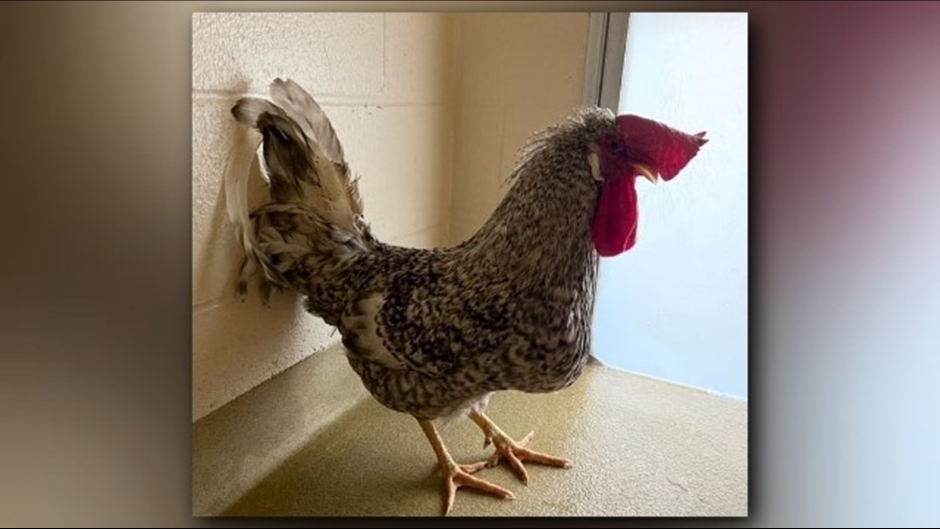 Deputies said the rooster "did his best to inspire chaos" at the animal shelter before being adopted this week.