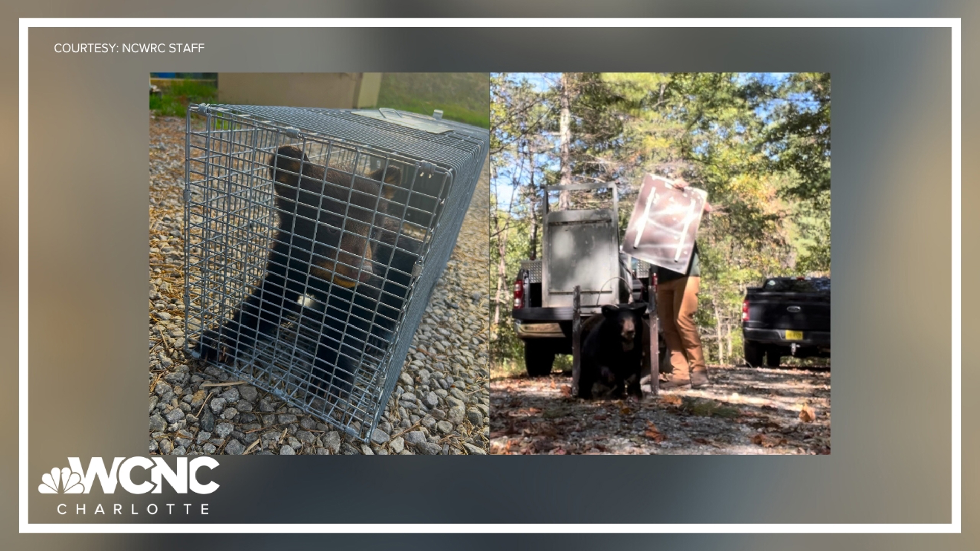 Months after a group of people pulled her out of a tree for selfies, this black bear is back in nature.