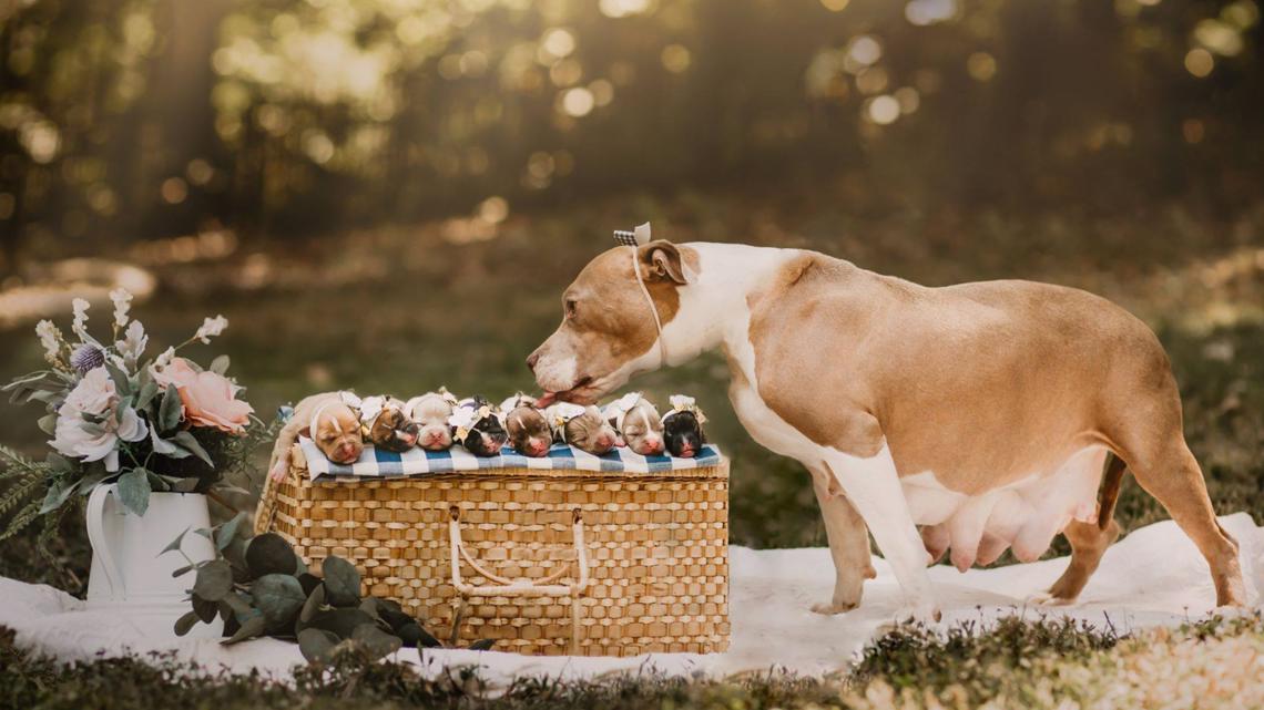pits & giggles rescue rescue pitbull maternity photoshoot | wfmy