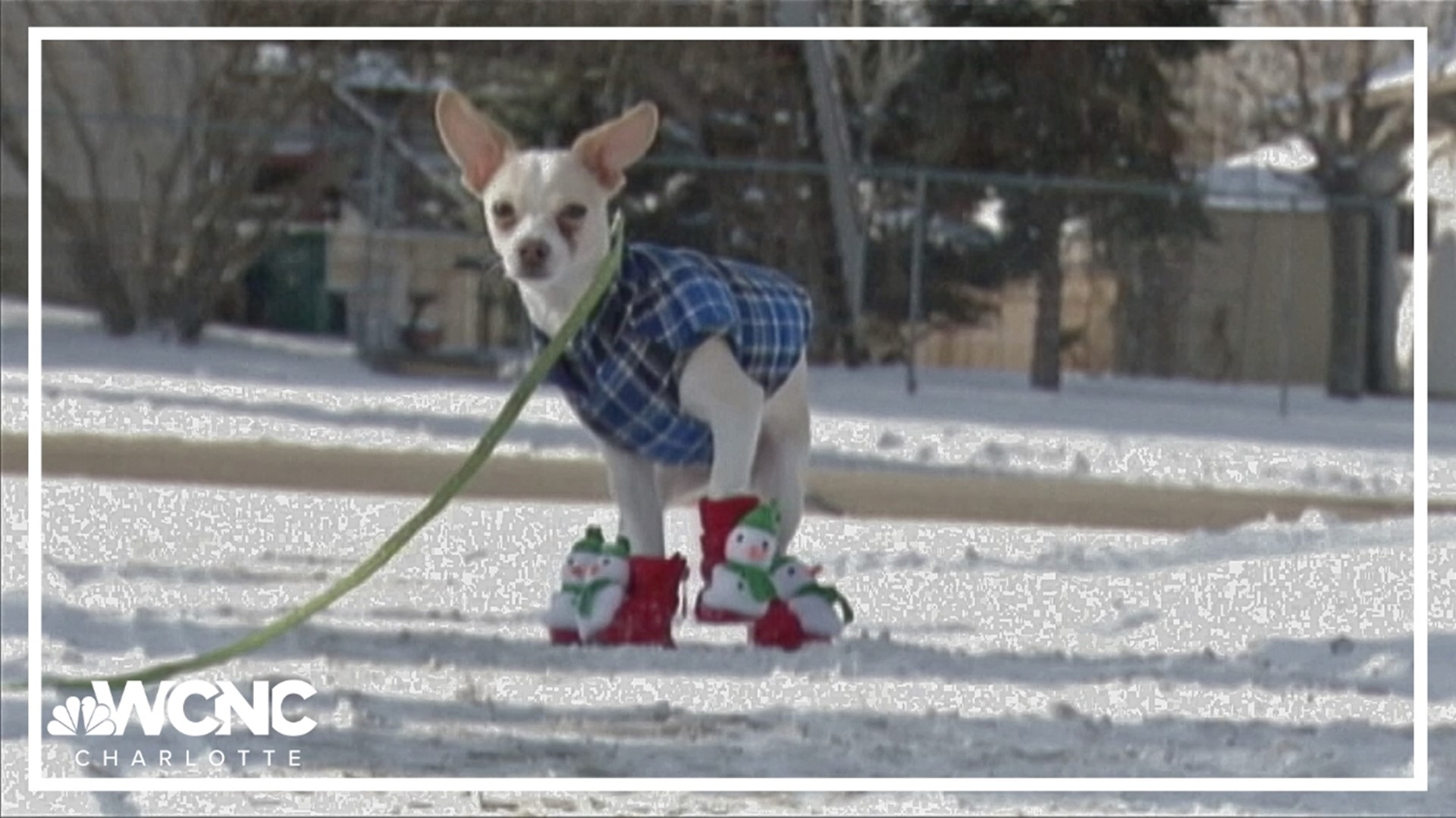 While animals are allowed to be kept outside in the City of Charlotte and Mecklenburg County, local ordinances require a certain level of care for them.