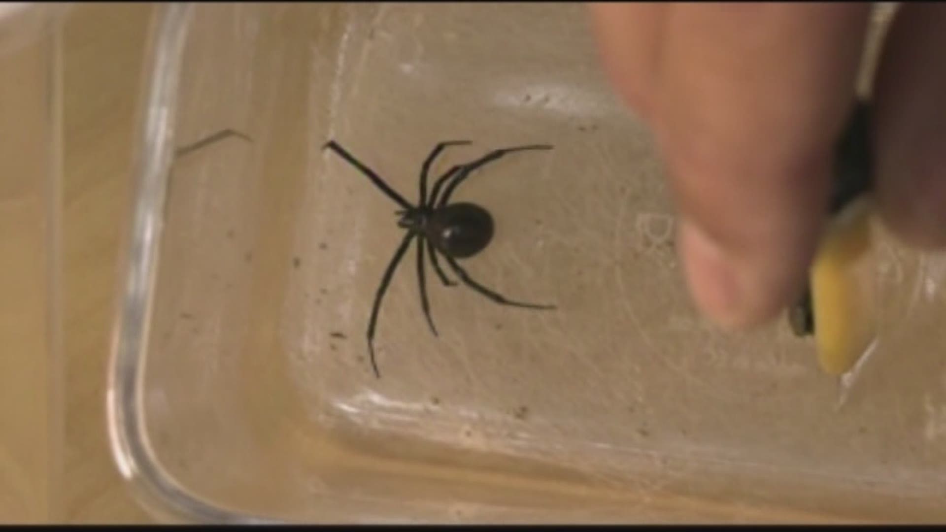 Experts are saying that black widow spiders are around the areas of nearly every home in North Carolina.