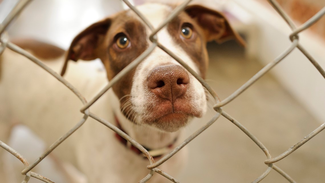 Guilford County animal shelter closes intake due to parvovirus ...