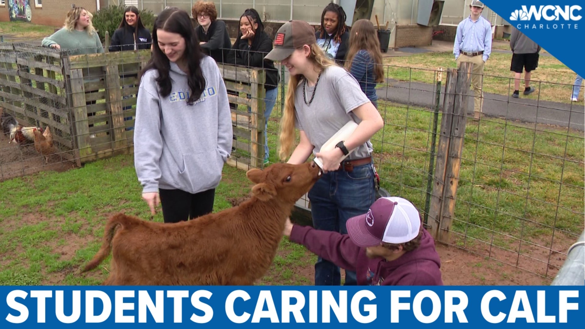 The FFA program in Rock Hill offers students a unique opportunity to take care of a special calf.