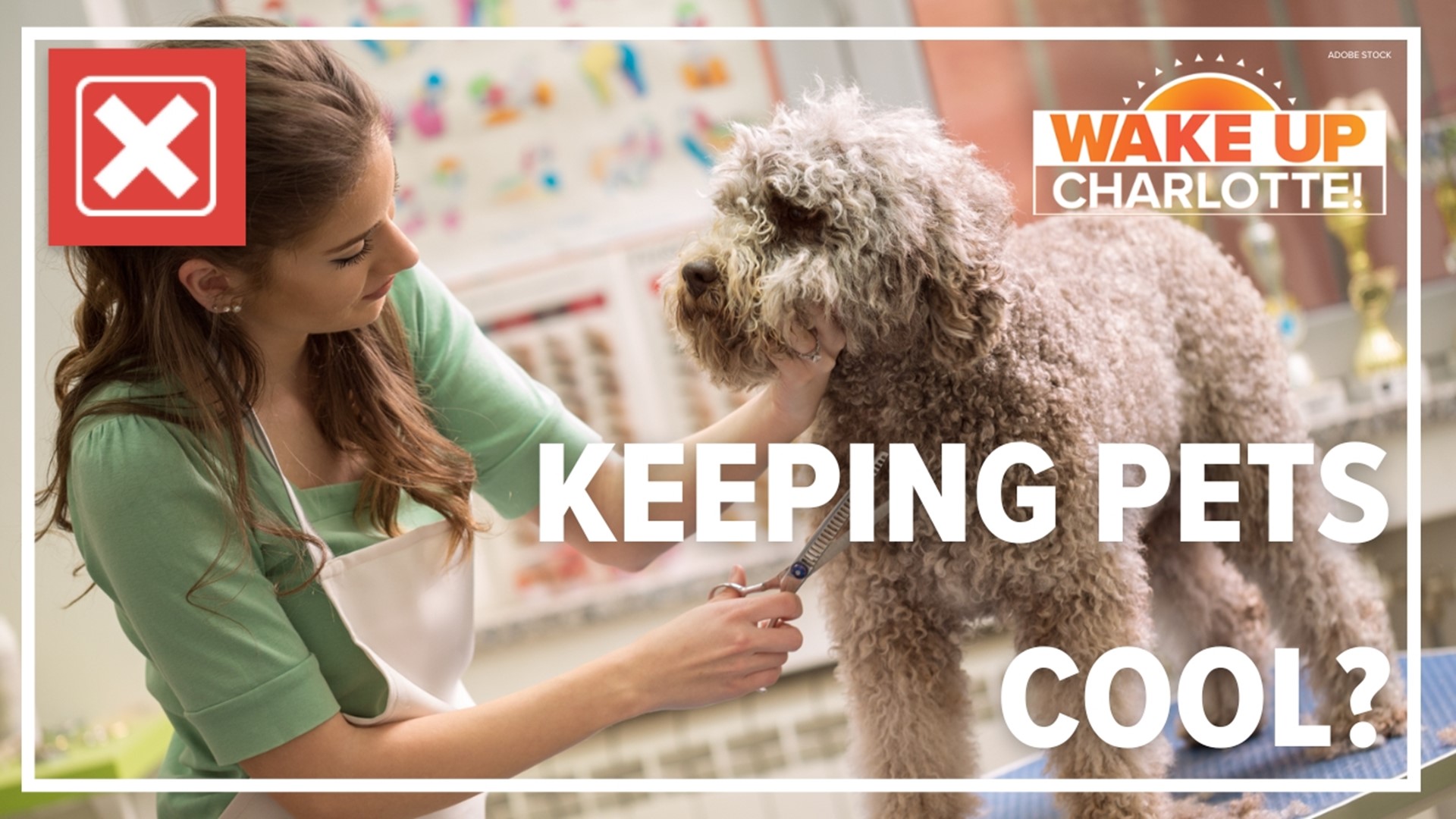 We all want to keep our pets cool during the summer, but is shaving them the way to go? Let's verify.