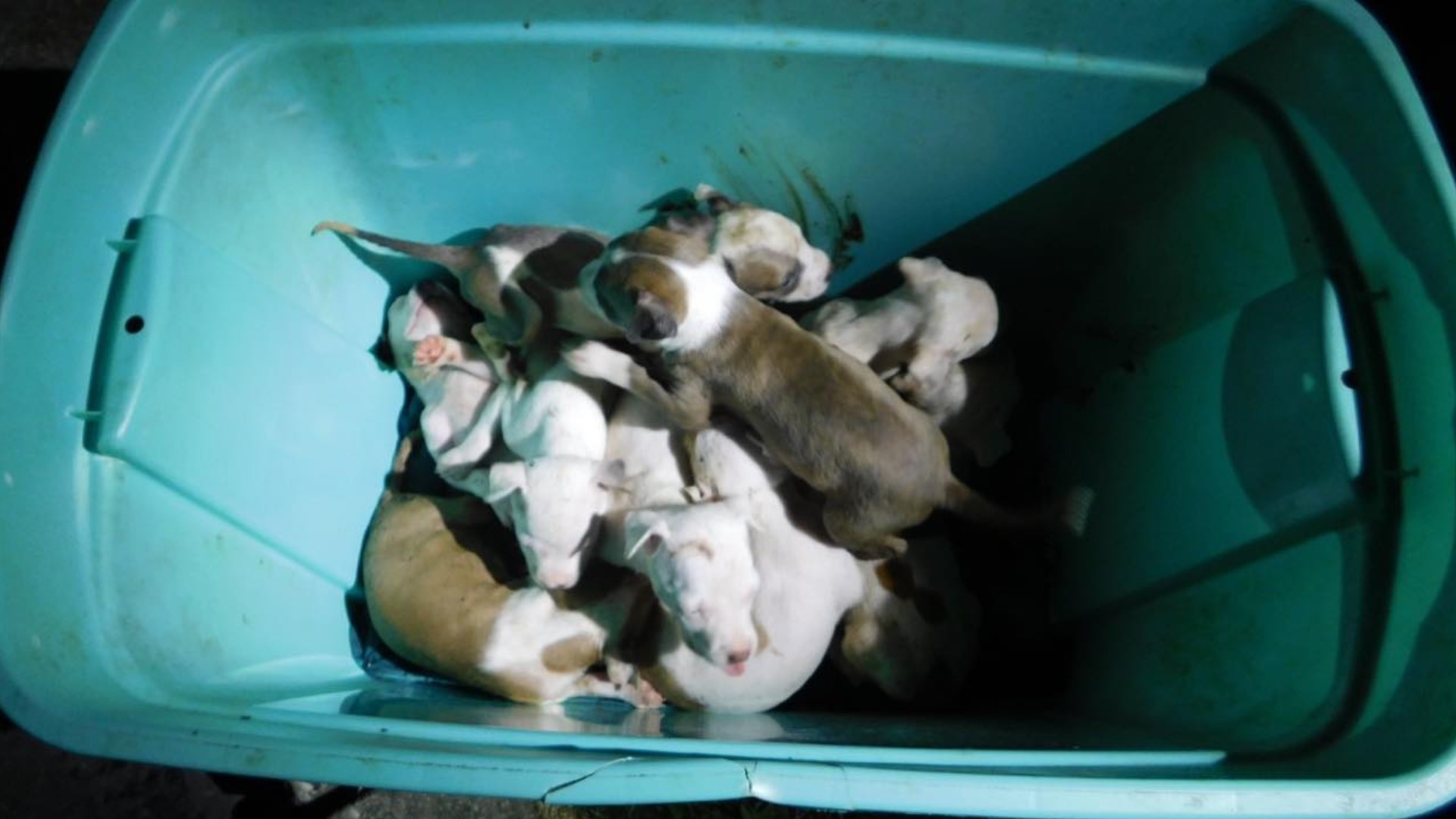 Neglected puppies found in storage bin on Long Island, police say ...