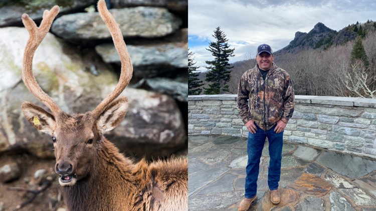 Beloved elk gets a new home with Ryan Newman
