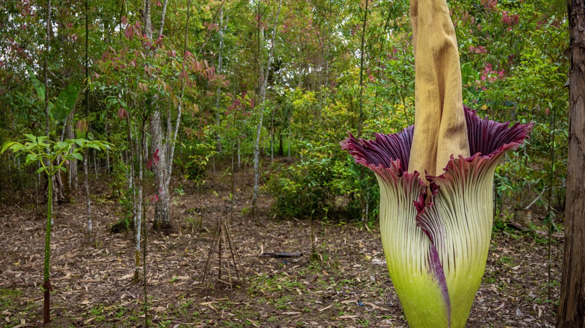 When will the Corpse Flower bloom at NC State?
