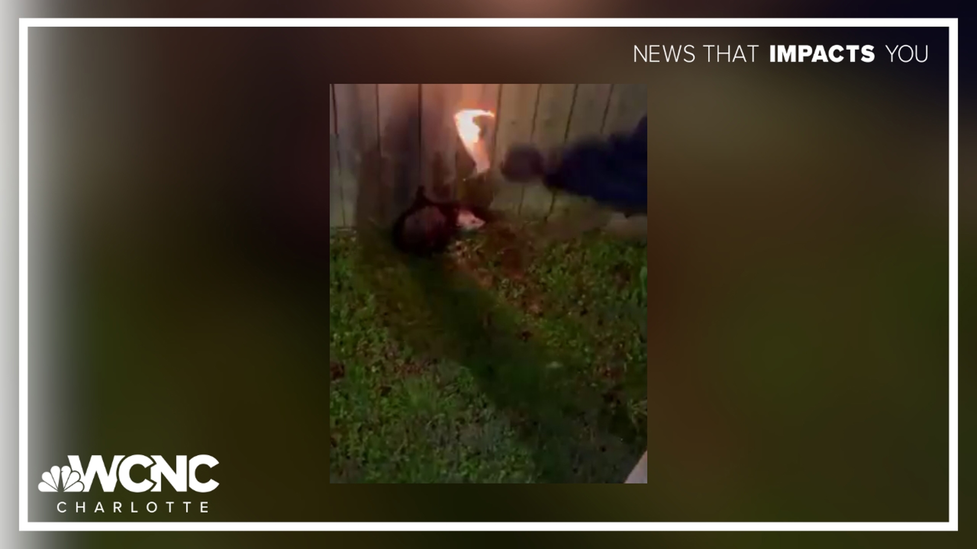 An investigation is now underway after a group of people allegedly set an opossum on fire.