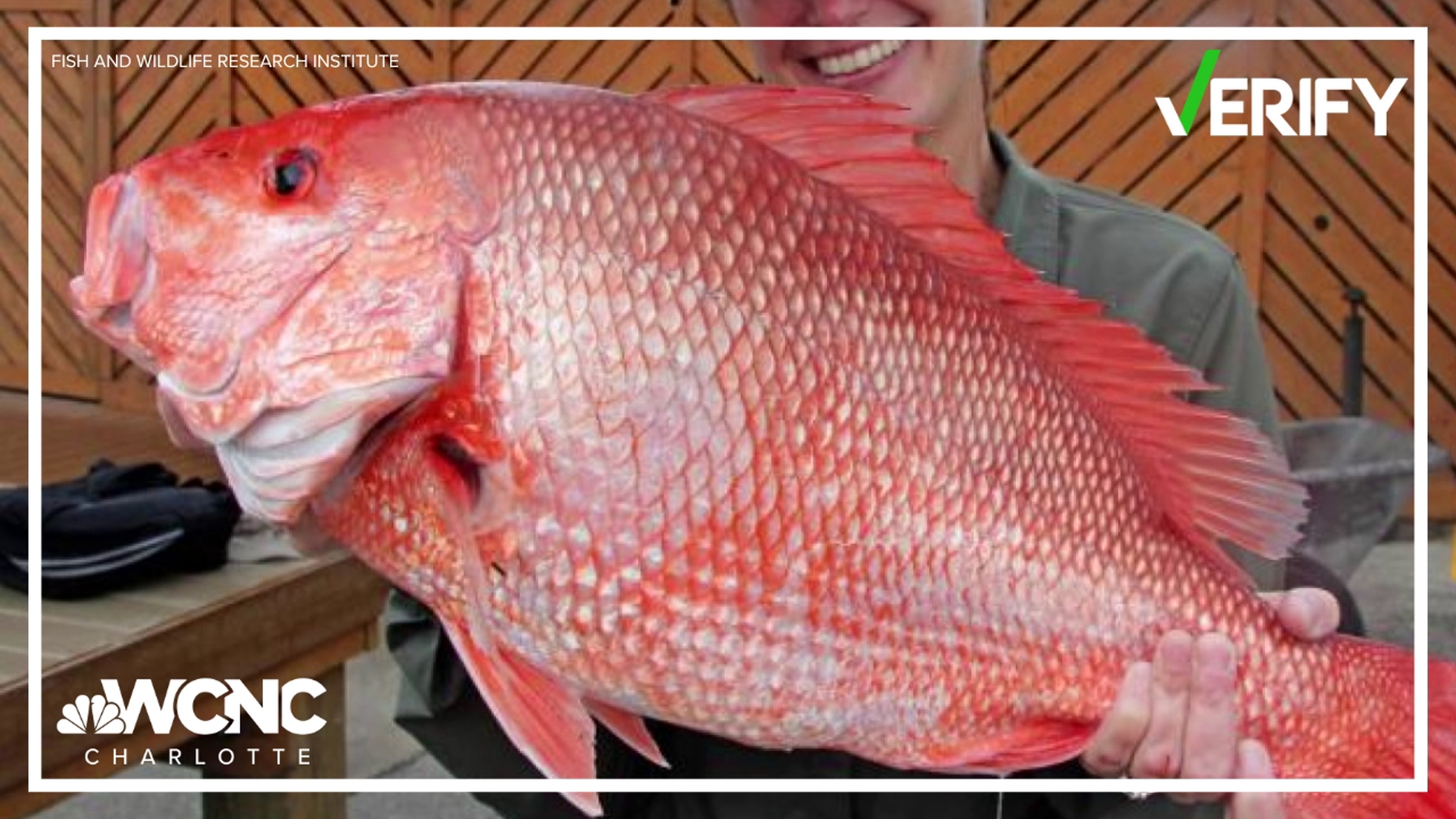 What are the red snapper mini-season rules? | wfmynews2.com