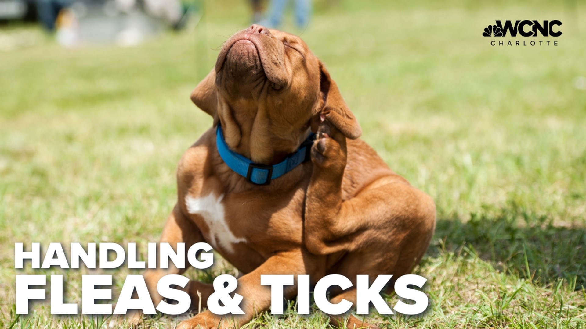 As temperatures start to rise, many families and their pets are spending more time outside. However, there's a catch -- ticks love the weather too.