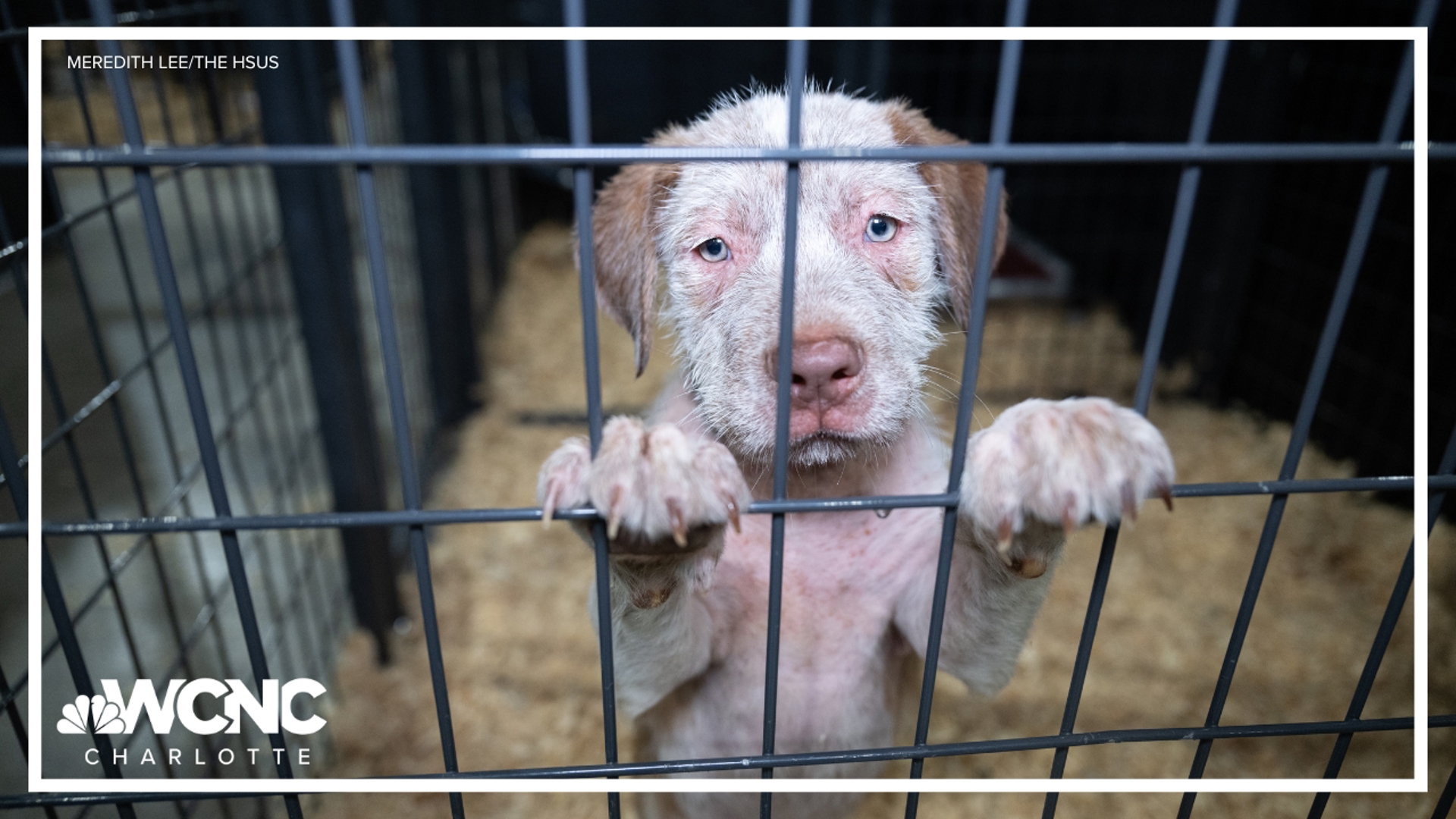 Dozens of animals are now in the hands of the Humane Society of the United States.