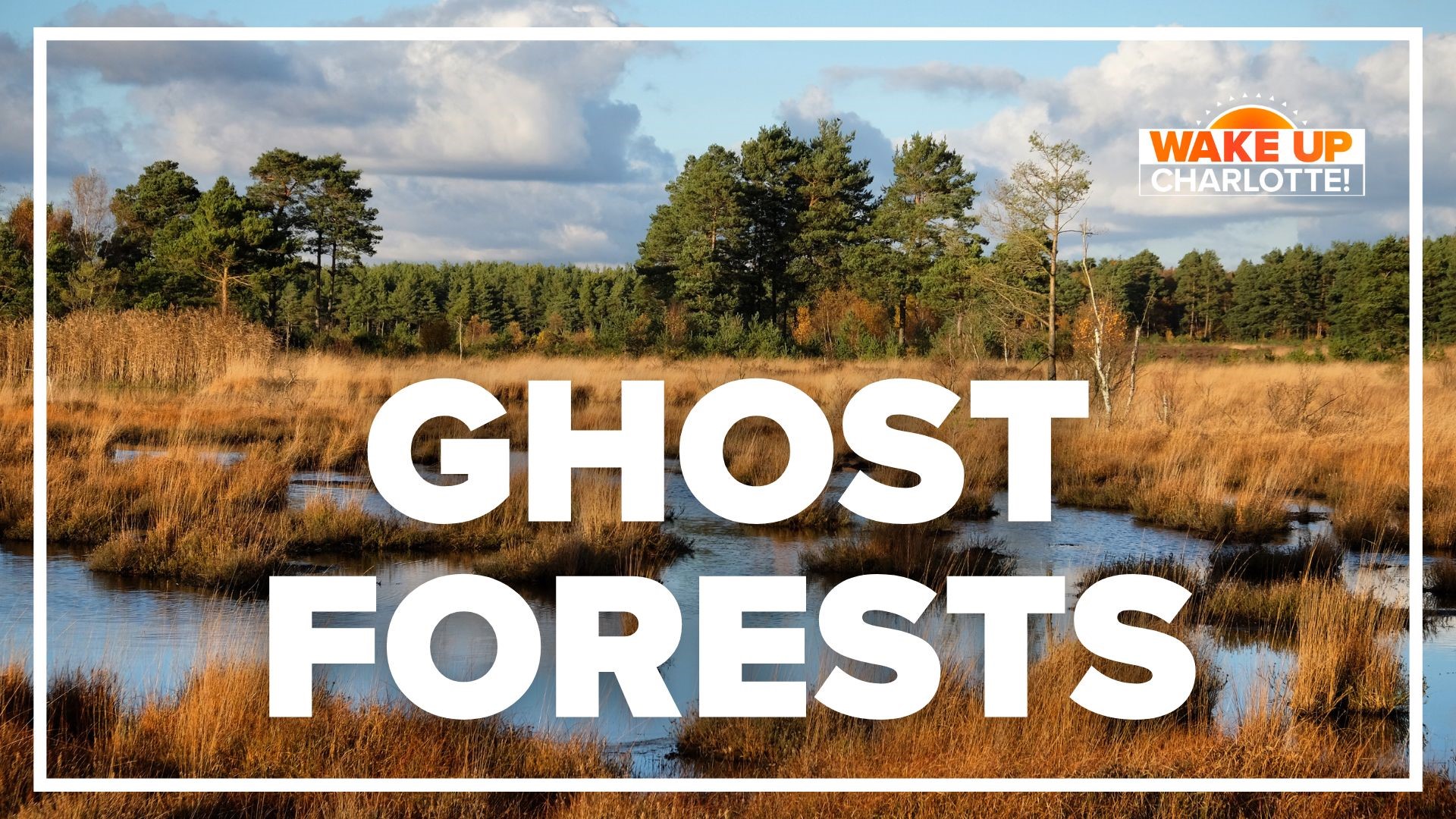 It may sound like a Halloween attraction, but so-called "ghost forests" don't need supernatural activity to be terrifying.
