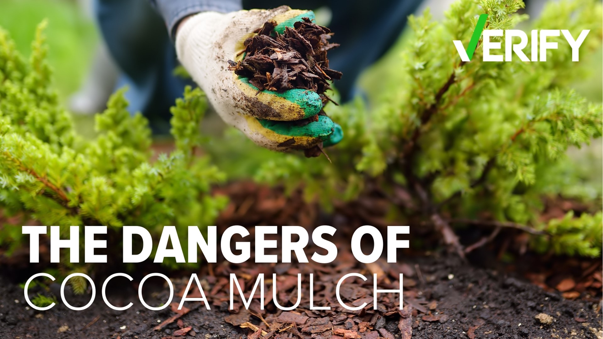 Is cocoa mulch toxic to dogs? | Charlotte, NC Verify | wfmynews2.com